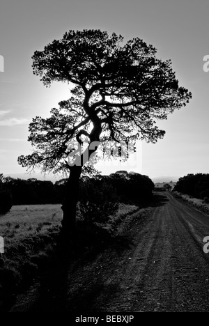 Die Morgensonne Strahlen umfassen einen Ritzel Baum, erstellen eine Silhouette auf der Rancher Lagerstraße in Nogal, New Mexico. Stockfoto