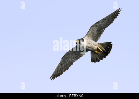 Wanderfalke im Flug.  Schließen Sie sich gegen einen klaren blauen Himmelshintergrund.  Ausgezeichnete Details von Augen, Kopf und Federn. Stockfoto