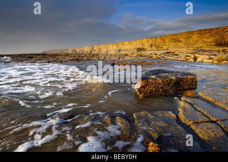 Nash auf der Glamorgan Heritage Coast, Marcross, Glamorgan, Wales Stockfoto