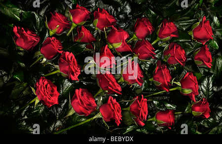 Rote Rosen. Stockfoto
