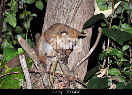 Dicken tailed größere Bush Baby, größere Galago Otolemur crassicaudatus Stockfoto