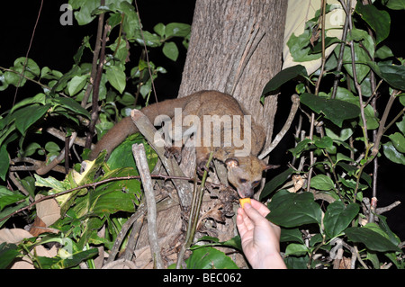 Dicken tailed größere Bush Baby, größere Galago Otolemur crassicaudatus Stockfoto