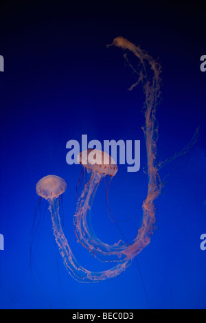 Nahaufnahme von einer Qualle (Chironex Fleckeri) in einem Aquarium, Monterey Bay Aquarium, Monterey, Kalifornien, USA Stockfoto