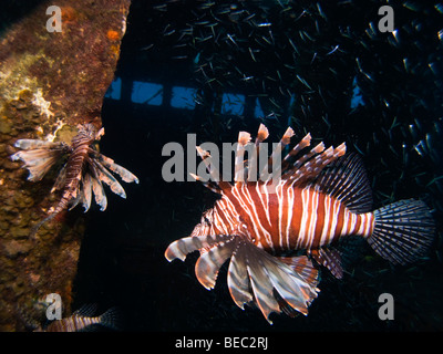 Feuerfische, Meer Wikinger Wrack, Nassau, Bahamas Stockfoto