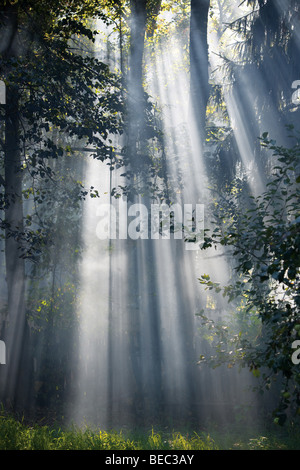 Helles Sonnenlicht durch die Kronen der Bäume. Stockfoto