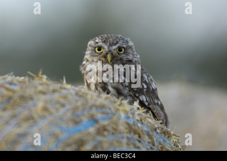 Steinkauz (Athene Noctua) saß auf Heuballen. Stockfoto