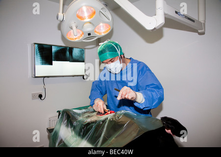 Tierarzt auf einen Hund im Theater Stockfoto