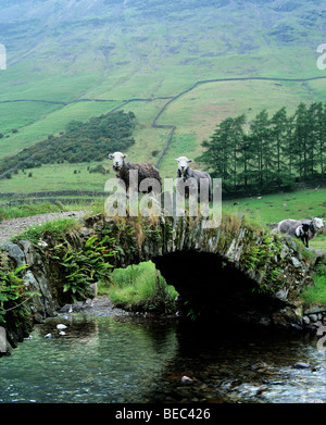 Herdwick Schafe überqueren einen Lastesel Brücke über Mosedale Beck in der Nähe von Wasdale Head im Lake District National Park. Stockfoto