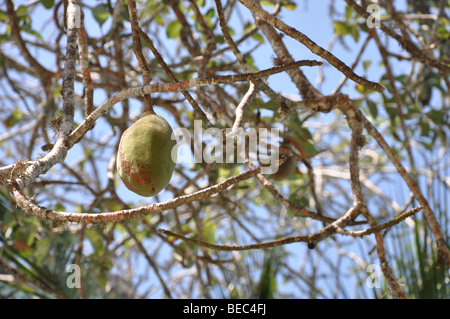 Baobab-Frucht, Trockenzeit, Affenbrotbäume Digitata, Kenia Stockfoto