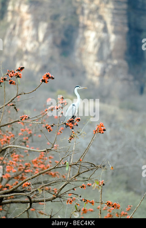 Graureiher thront in Baum Stockfoto