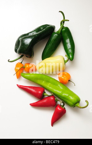 Chili Peppers--Poblano Chili, Jalapeno, Anaheim, Red Fresno (rot); Habanero, gelbe Hots Stockfoto