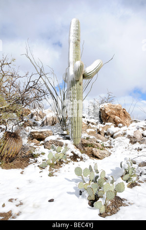 Schnee bedeckt Saguaro Kaktus (Carnegiea Gigantea) im Coronado National Forest von der Sonoran Wüste, Arizona, USA. Stockfoto