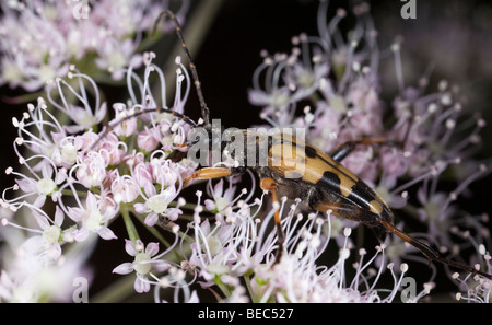 Nahaufnahme einer Longhorn Beetle (Strangalia Maculata) ernähren sich von einer Kuh Petersilie Flowerhead. Stockfoto