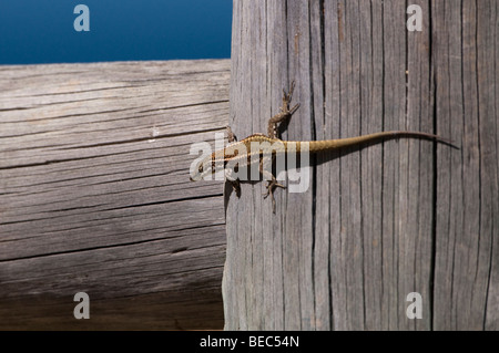 Iberische Mauereidechse (Podarcis Hispanica) Stockfoto