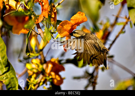 Schwebende weibliche lila Sunbird, die auf der Suche nach Nektar in Rohera (Tacomella Undulata) Blume Stockfoto