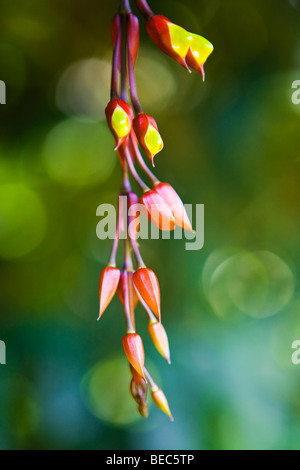 Ungewöhnlich schönen Blumen wachsen wild in Asien Stockfoto