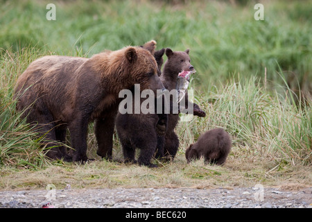 Grizzly Sau mit drei jungen in Geographic Bay Katmai Nationalpark, Alaska Stockfoto