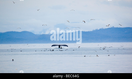 Fluke eines Buckelwal in der Johnston Strait im pazifischen Nordwesten Kanada Rute. Stockfoto