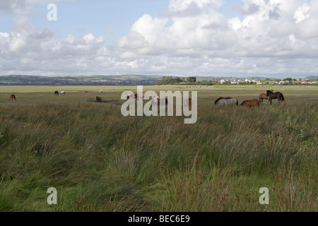 Herde von wilden Pferden, die in der Nähe von Crofty auf dem Llanrhidian Moor auf der Gower Halbinsel, Wales Vereinigtes Königreich Walisische Küstenlandschaft der Salzwiesen, Biodiversität Stockfoto