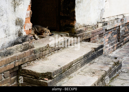 Hund schläft auf Steintreppen in Hue, Vietnam Stockfoto