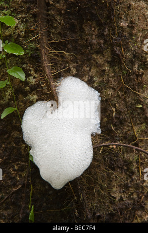 Yasuni Nationalpark Amazonas-Regenwald Ecuador Südamerika Stockfoto