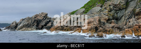 Panorama von Seevögeln und Surfen an der felsigen Küste des Atlantischen Ozeans von Twillingate Insel Neufundland Kanada Stockfoto