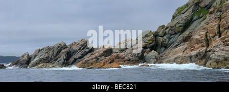 Panorama von Seevögeln an der felsigen Küste von Twillingate Insel Neufundland Stockfoto