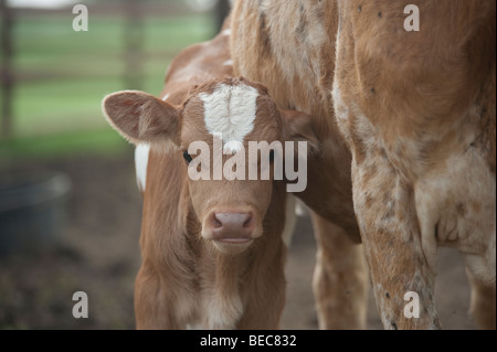 Neugeborenes Kalb von Texas Longhorn Stockfoto