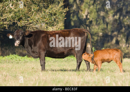 Kommerzielle Rinder Kalb Pflege auf Kuh Stockfoto