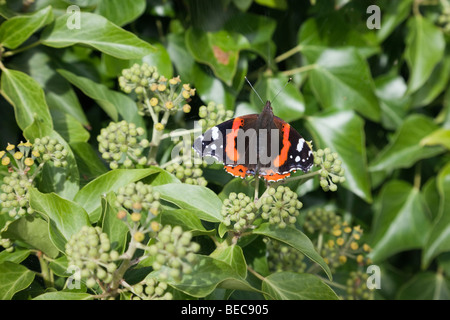 Britische Natur ein roter Schmetterling Admiral (Vanessa atalanta) Blumen auf Efeu (Hedera helix) im frühen Herbst. Wales, Großbritannien, Großbritannien Stockfoto