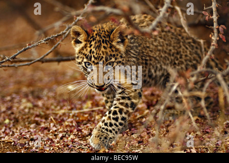 Leopard Cub in einem Busch in Ranthambhore Tiger reserve im nordindischen Bundesstaat Rajasthan Stockfoto