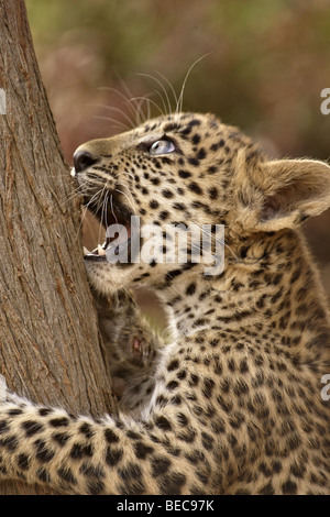 Leopard Cub in Ranthambhore Tiger reserve im nordindischen Bundesstaat Rajasthan Stockfoto