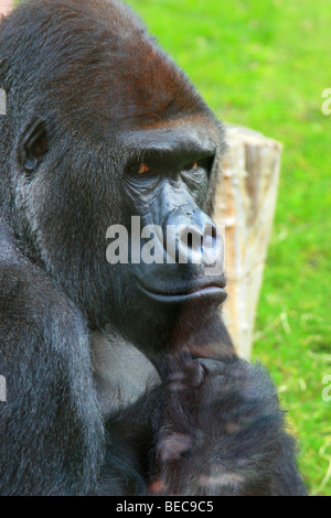 Weibliche Flachlandgorilla umarmt baby Stockfoto