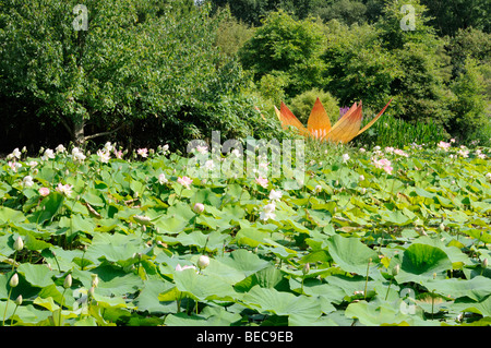 Lotosblume, Arboretum Ellerhoop, Deutschland. -Lotus Blume, Arboretum Ellerhoop, Deutschland. Stockfoto