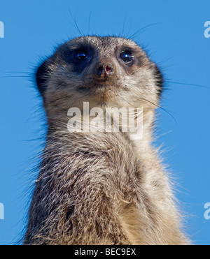 Schlanke Tailed Erdmännchen (Suricata Suricatta)-Porträt Stockfoto