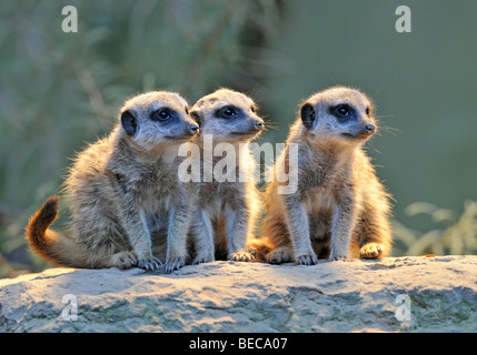 Erdmännchen (Suricata Suricatta), drei Jungtiere Stockfoto