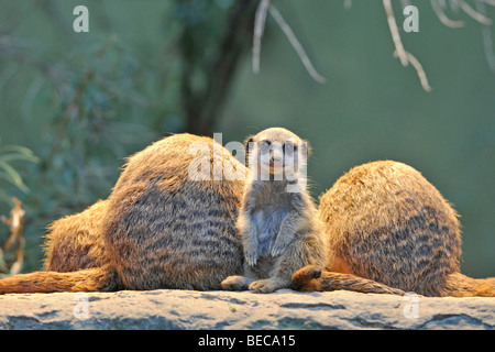 Erdmännchen (Suricata Suricatta), Familie, Jungtier Stockfoto