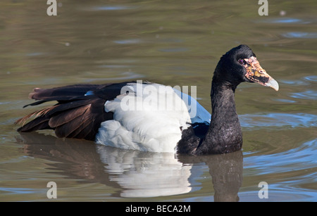 Magpie Goose (Anseranus Semipalmata) schwimmen Stockfoto