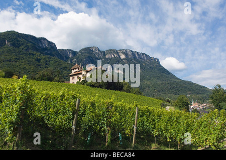 Sage, Weinberg, Kaltern oder Kaltern Südtirol, Trentino, Alto Adige, Italien, Europa Stockfoto