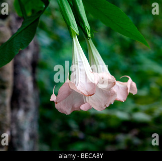 Zwei Rosa Engel Trompete Blumen nebeneinander hängen. Brugmansia Suaveolens 'Pink Delight' Stockfoto