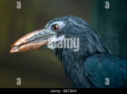 Visayan Tarictic Hornbill (Penelopides Panini) weiblich Stockfoto