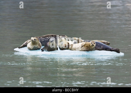 Seehunde (Phoca Vitulina) ruht auf Eisscholle, Inside Passage, Alaska, USA, Nordamerika Stockfoto