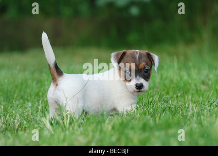 Jack Russel Terrier Welpe Porträt im Garten Stockfoto