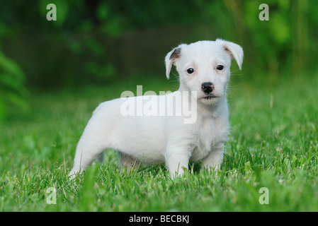 Jack Russel Terrier Welpe Porträt im Garten Stockfoto