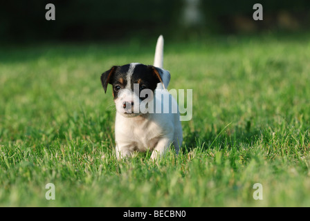 Jack Russell Terrier Welpe Porträt im Garten Stockfoto