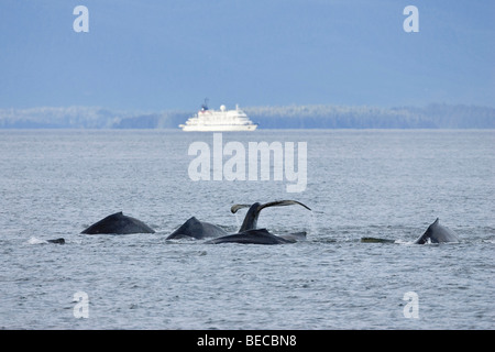 Humpack Wale Tauchen, (Impressionen Novaeanglia), Bartenwale, Inside Passage, Alaska, USA Stockfoto