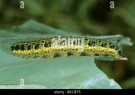 Kohl-Schmetterling (Pieris Brassicae), Raupe Stockfoto