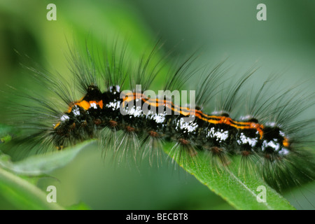 Gelb-Tail (Euproctis Similis), Raupe Stockfoto