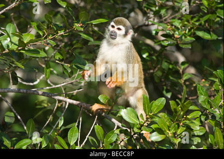 Gemeinsamen Totenkopfaffen (Saimiri Sciureus) ernähren sich von Beeren Napo Wildlife Center Yasuni Nationalpark Amazonasregion Ecuadors Stockfoto