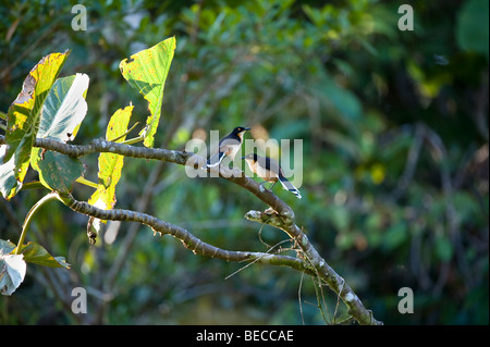 Schwarz-capped Donacobius (Donacobius Atricapilla) paar thront Vegetation Ufer Anangucocha See Yasuni NP Regenwald Ecuadors Stockfoto